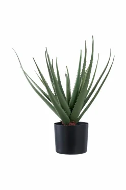 House Nordic Planter & Blomster>Aloe vera Grøn
