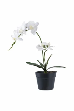 House Nordic Orkidé Grøn / Hvid Sale